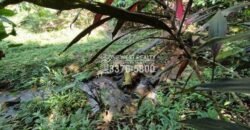 Se Vende Propiedad De Inversión en la CA-13 Tela Atlántida Honduras